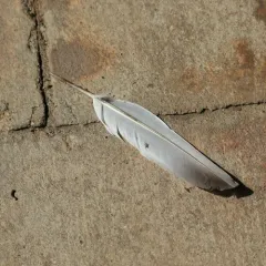 Rock Pigeon thumbnail 1