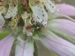 Lasioglossum pictum thumbnail 4
