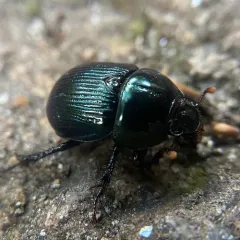 Baly's Earth-boring Beetle thumbnail 4