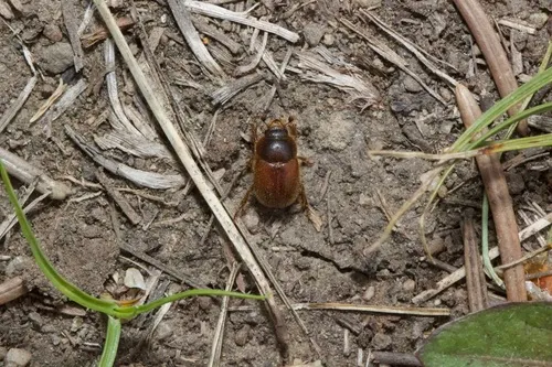 Xenochodaeus luscinus