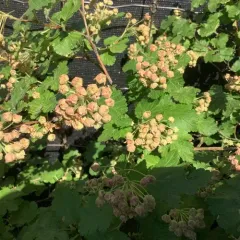 mallow-leaf ninebark thumbnail 2