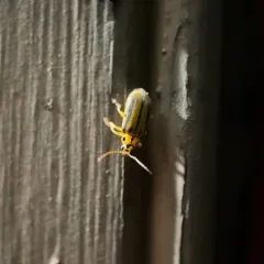 Elm Leaf Beetle thumbnail 2