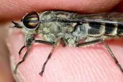 Hybomitra astuta thumbnail 2
