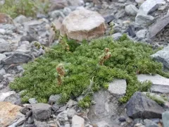 Wood's Sagebrush thumbnail 3