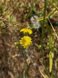 Bristly Hawk's-beard thumbnail 3