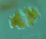 Euastrum pectinatum