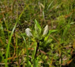 Closed Gentian thumbnail 4