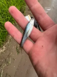 River Shiner thumbnail 2