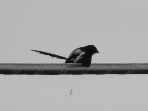Magpie Shrike