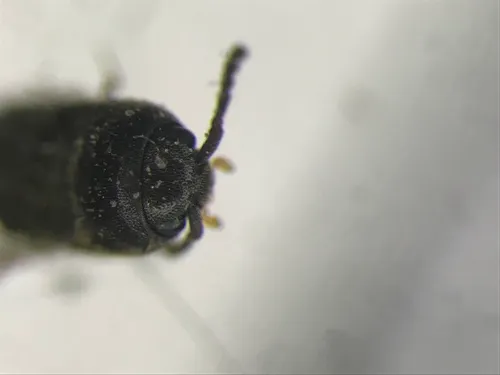 Microrhagus carinicollis