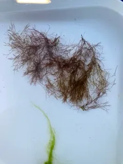 Ceramium deslongchampsii thumbnail 2