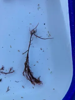 Bushy Red Weed thumbnail 3