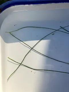 Chaetomorpha melagonium thumbnail 3