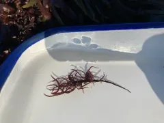 Devaleraea ramentacea thumbnail 1