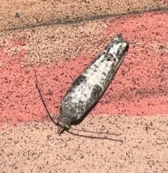 Eye-spotted Bud Moth thumbnail 3