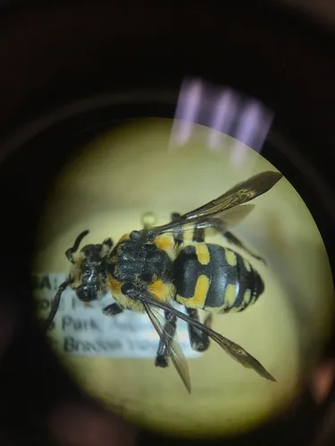 Interrupted Digger-cuckoo Bee