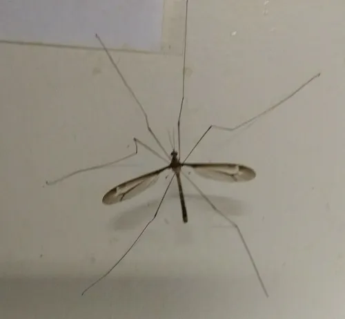 Tipula tricolor