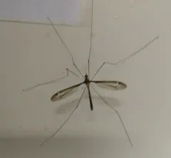 Tipula tricolor thumbnail 1