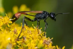 Ammophila fernaldi thumbnail 3