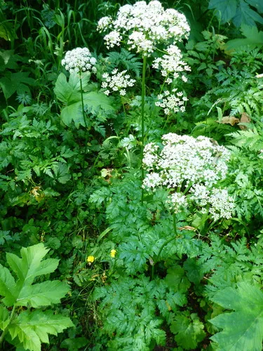 Canby's Wild Lovage