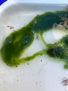 Chaetomorpha ligustica thumbnail 2
