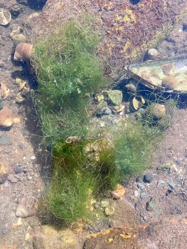 Sea Hair