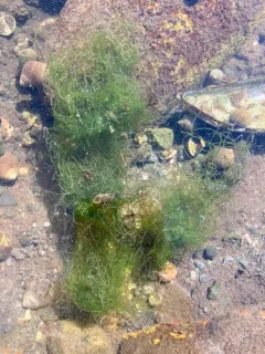 Sea Hair thumbnail 1
