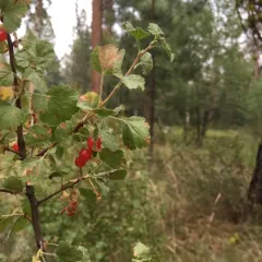 wax currant thumbnail 2