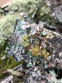 Abrothallus peyritschii thumbnail 2