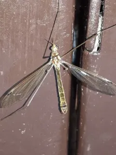 Nephrotoma gracilicornis thumbnail 2