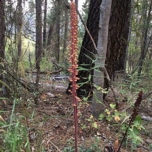 woodland pinedrops