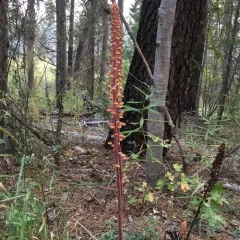 woodland pinedrops thumbnail 1