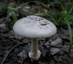 Shaggy Legged Ringless Amanita thumbnail 4