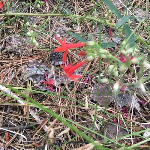 Scarlet Gilia