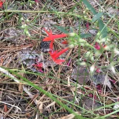 Scarlet Gilia thumbnail 1