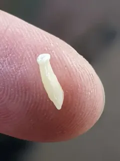 Flea tapeworm thumbnail 3