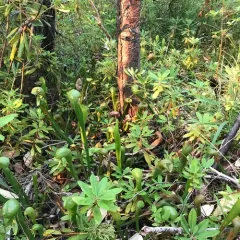 California pitcher plant thumbnail 4