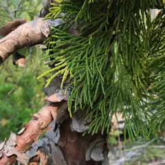 California incense-cedar thumbnail 2