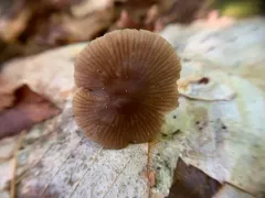 Entoloma longistriatum thumbnail 2