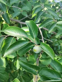 American persimmon thumbnail 2