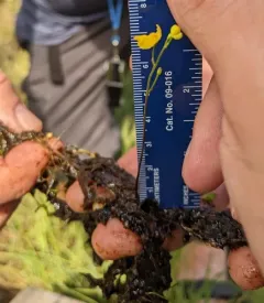Hidden-fruit Bladderwort thumbnail 2