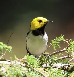 Hermit Warbler thumbnail 3