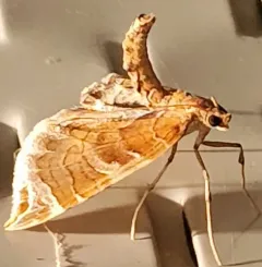 Dimorphic Eulithis Moth thumbnail 4