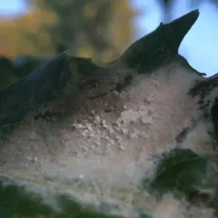 Sycamore Powdery Mildew thumbnail 2