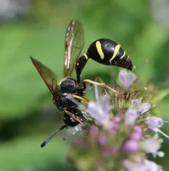 Vertical potter wasp thumbnail 3