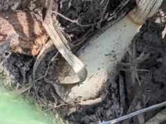 purple onion grass thumbnail 2