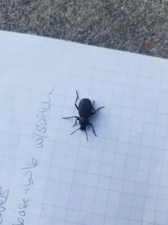 Eleodes tenebrosa thumbnail 1