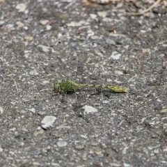 Pale Snaketail thumbnail 4