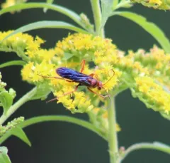 Rusty Spider Wasp thumbnail 1