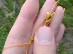 Dodder Gall Weevil thumbnail 3